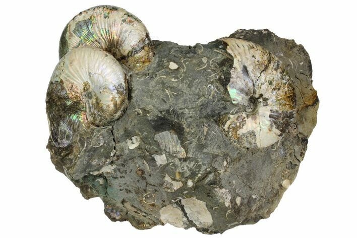 Three Iridescent Fossil Ammonites (Jeletzkytes) - South Dakota #137291